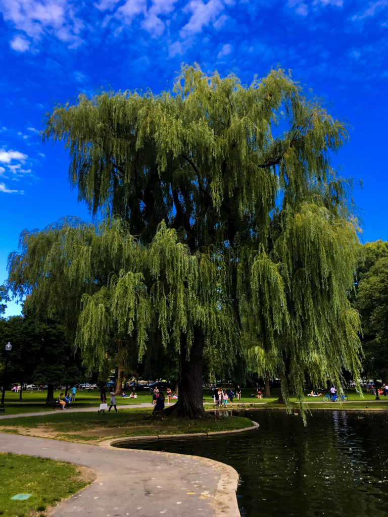 Boston Common