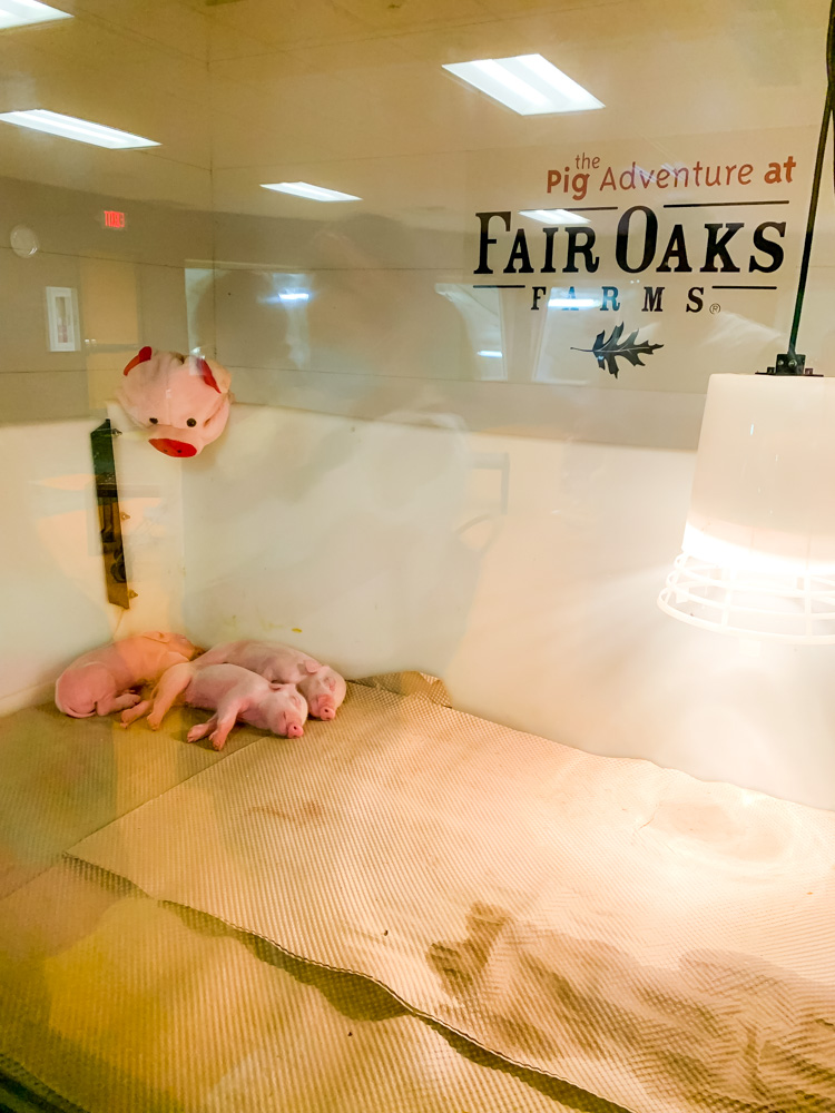 piglets in Fair Oaks Farm