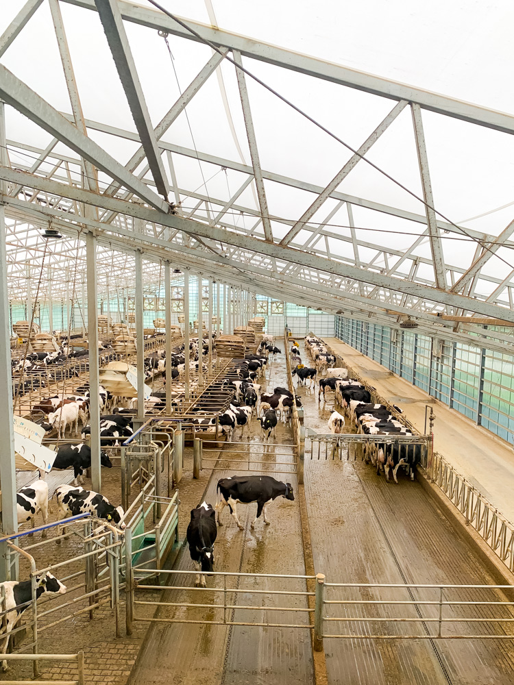 cow farm in Fair Oaks Farms