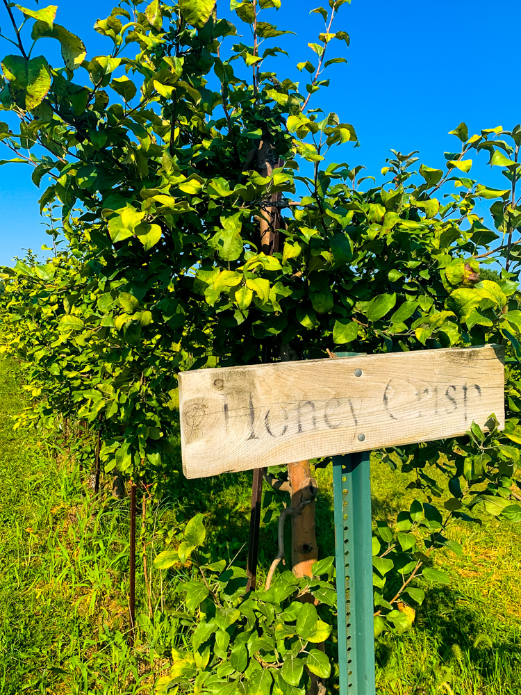Honey Crisp Chicagoland apple picking