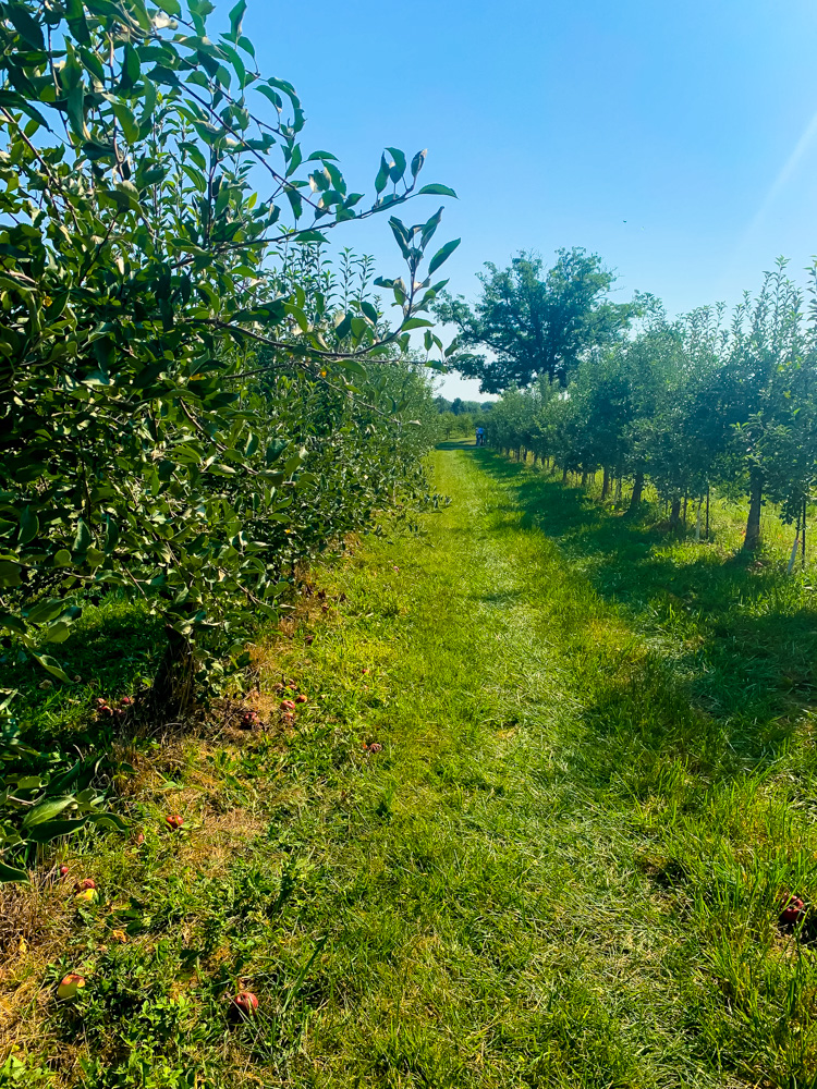 apple trees in Chicagoland apple picking 